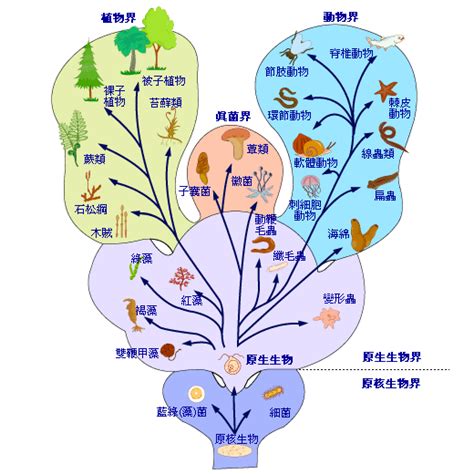 動物屬性|生物分類法